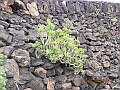 DSCN4271