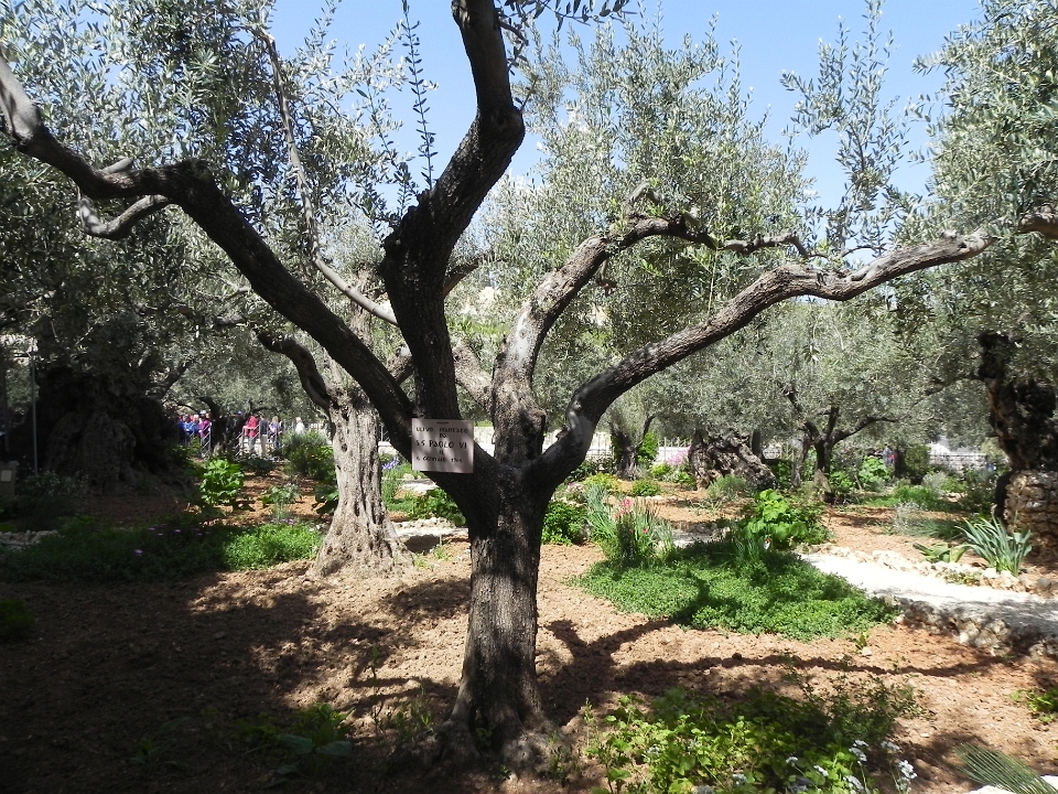DSCN8501
