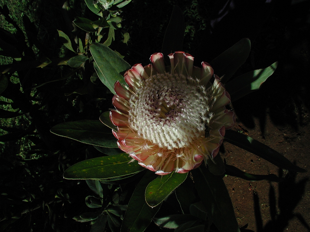 P4270016.JPG
