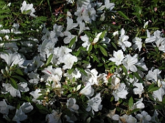 P4270009