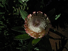 P4270016