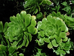P4270043