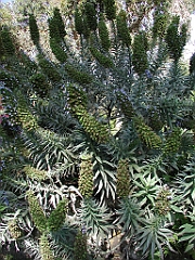 P4270045