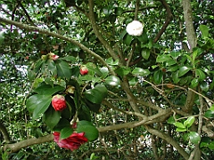 P4270050