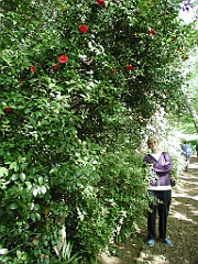 P4270051
