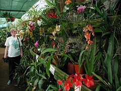 orquideas