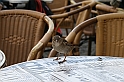 IMG_7926