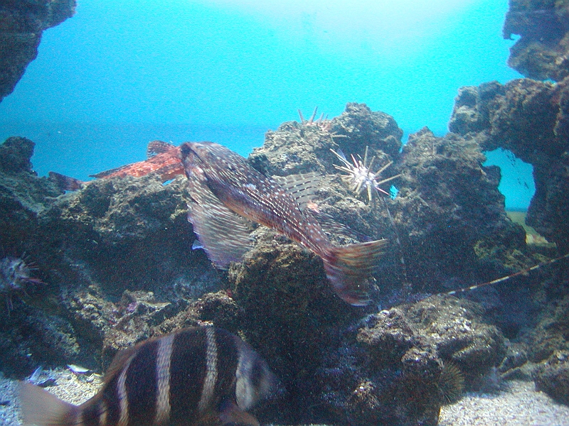 p8260197.jpg