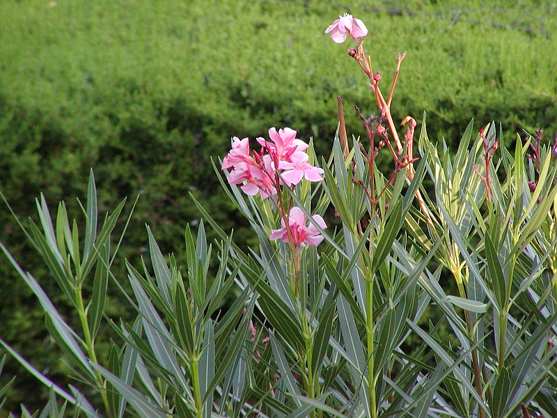 p8240006.jpg