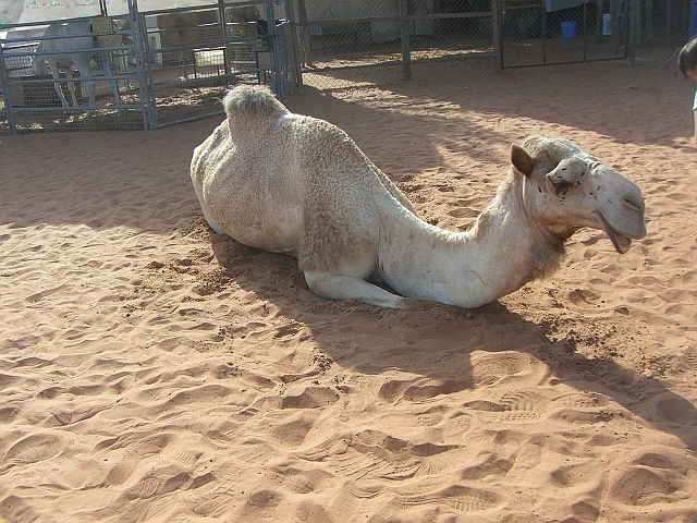 CIMG0778.JPG