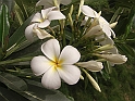 CIMG6826
