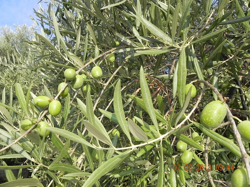 DSCN6796.JPG