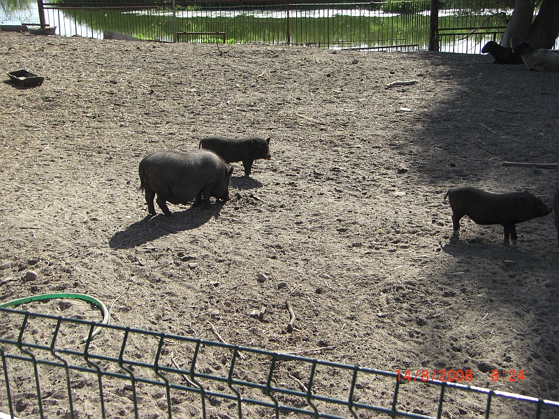 CIMG1733.JPG - mini zoo
