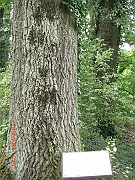CIMG1600