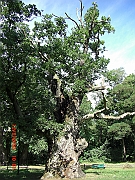 CIMG1462