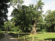 IMG_0011