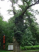 CIMG2524