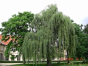 CIMG2531