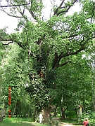 CIMG2534