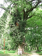 CIMG2535
