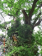CIMG2538