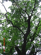 CIMG2539